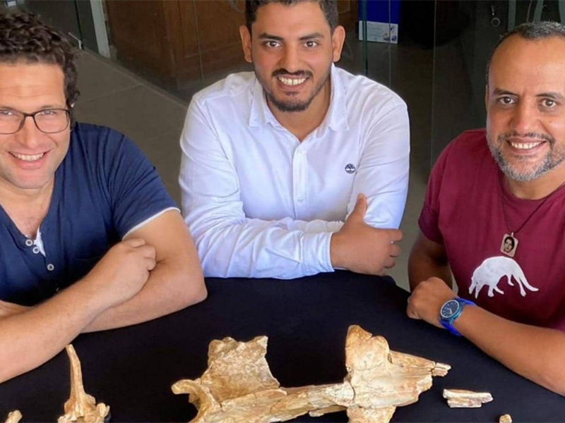 فريق بحثي مصري يكتشف حوت برمائي عاش في مصر منذ 43 مليون عام